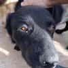 Balu