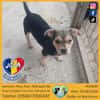 Jola, kleines Hundeherz sucht Heimat