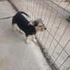 Jola, kleines Hundeherz sucht Heimat