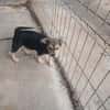 Jola, kleines Hundeherz sucht Heimat