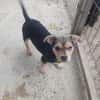 Jola, kleines Hundeherz sucht Heimat