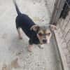 Jola, kleines Hundeherz sucht Heimat