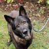 Greifi, ein Traum - Schäferhund
