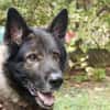 Greifi, ein Traum - Schäferhund