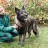 Greifi, ein Traum - Schäferhund
