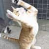 Süßer, fröhlicher Kater Andreas