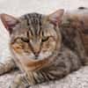 Katzenfreundlicher Kater Flick