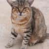 Katzenfreundlicher Kater Flick