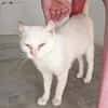 Liebevoller, verschmuster Kater Paco