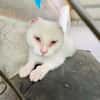 Liebevoller, verschmuster Kater Paco
