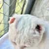 Liebevoller, verschmuster Kater Paco