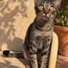 anhänglicher Rex