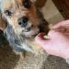 Notfell CHARLIE sucht neues Zuhause