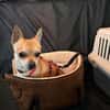 MONET  kleiner Chihuahua mit riesengroßem Herzen sucht