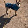 MONET  kleiner Chihuahua mit riesengroßem Herzen sucht