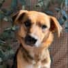 Theo - freundlicher Herzenshund sucht sein Zuhause