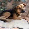 Theo - freundlicher Herzenshund sucht sein Zuhause