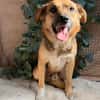 Theo - freundlicher Herzenshund sucht sein Zuhause