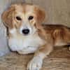 Lucy mit kleinem Handicap sucht
