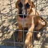 Thalia (die Blühende) sucht den passenden Garten