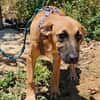 Thalia (die Blühende) sucht den passenden Garten