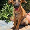 Thalia (die Blühende) sucht den passenden Garten