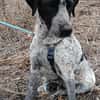 Münsterländer Mix Mädchen Zoe