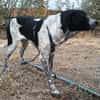 Münsterländer Mix Mädchen Zoe