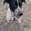 Münsterländer Mix Mädchen Zoe