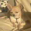 MIETTE