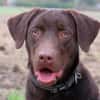 KODA (réservé)