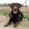 KODA (réservé)