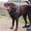 KODA (réservé)