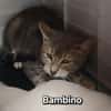 Bambino
