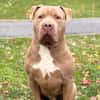 Tyson CAA16251