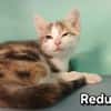 Reduc