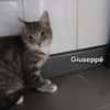 Giuseppe
