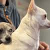 PIPPA ET PERLE