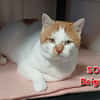 Beignet