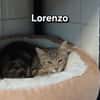 Lorenzo