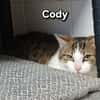 CODY