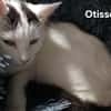 OTISSE