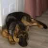 AMIRA