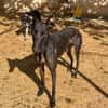 HATHOR (Animalea)