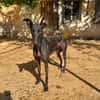 HATHOR (Animalea)