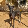 HATHOR (Animalea)