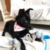 Labrador-Mix-Schmusehündin Darcy bei München (Tierschutz)