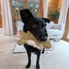 Labrador-Mix-Schmusehündin Darcy bei München (Tierschutz)