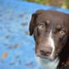 Chups eine hübsche liebevolle Labrador/ Aussie Hündin