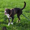 Chups eine hübsche liebevolle Labrador/ Aussie Hündin